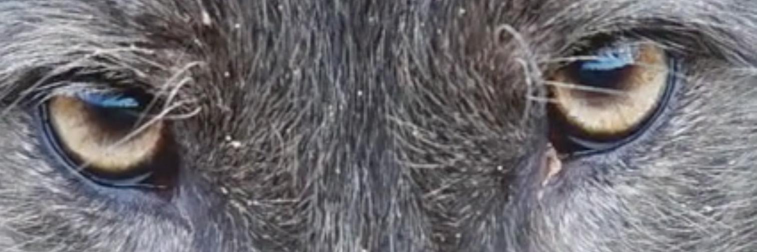 SongDogDC's profile banner image