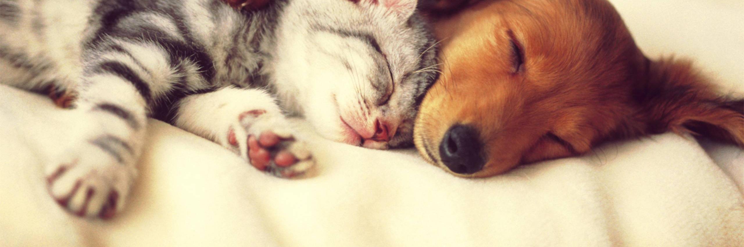#Cuteness banner