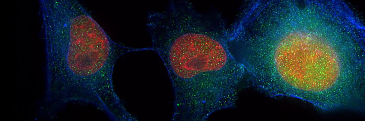 1CellScience's profile banner image