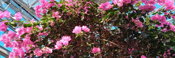 AosimaHide Profile Banner