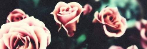 WildestEcstasy's profile banner image