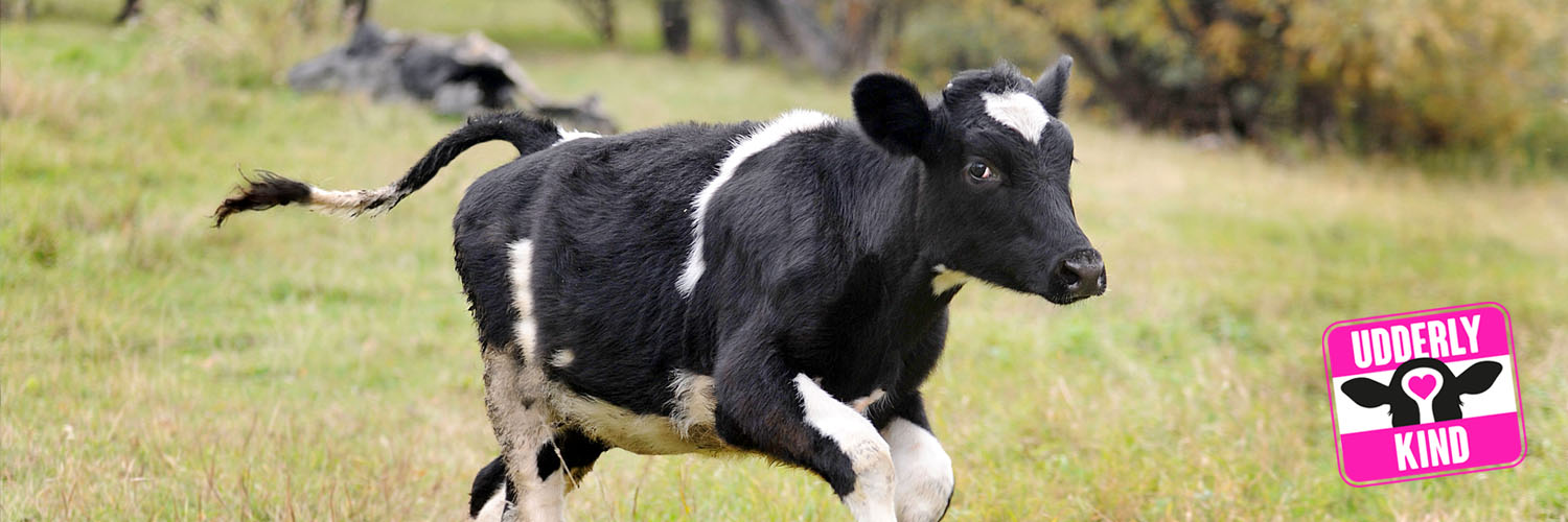 AnimalJusticeProject banner