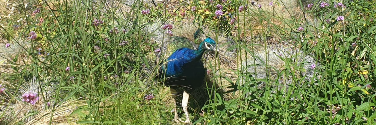 A-C Husson-Traore banner