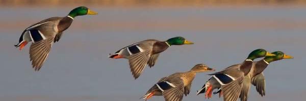 SmokingDuckTour's profile banner image
