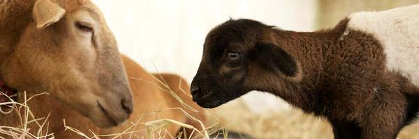 VeganLabel Profile Banner