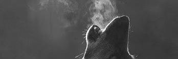 scatterbraaain's profile banner image