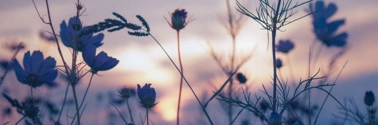 paungcan's profile banner image