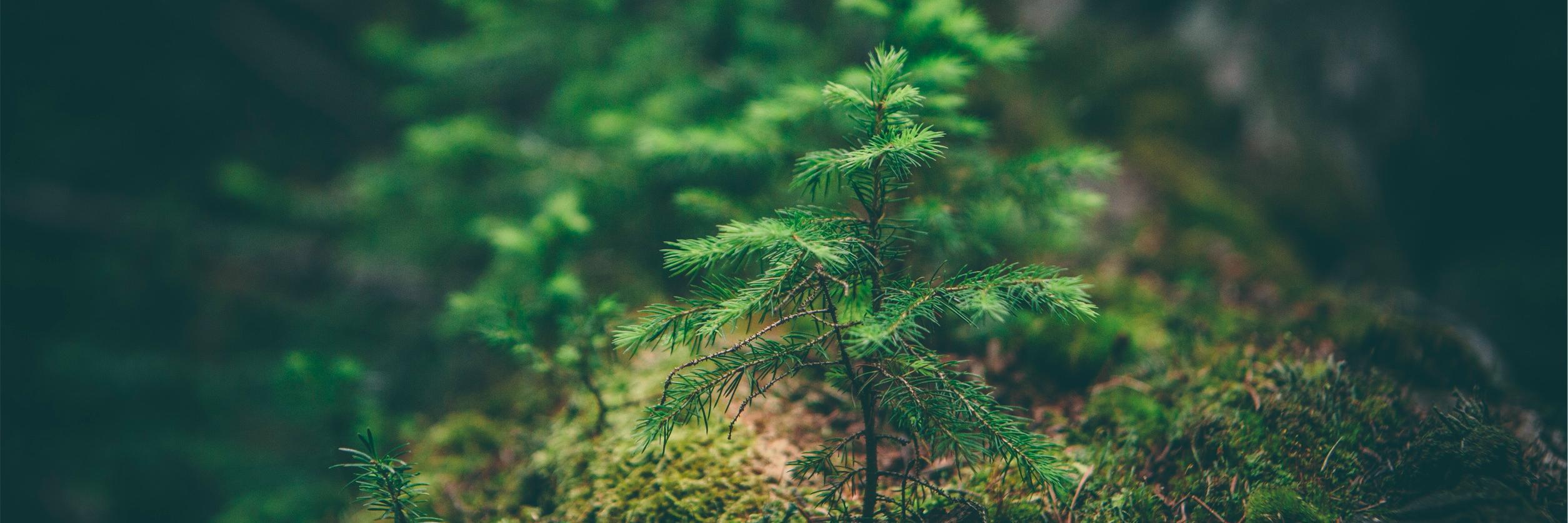 NeedGrowth's profile banner image
