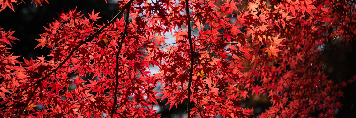 aru_r209's profile banner image