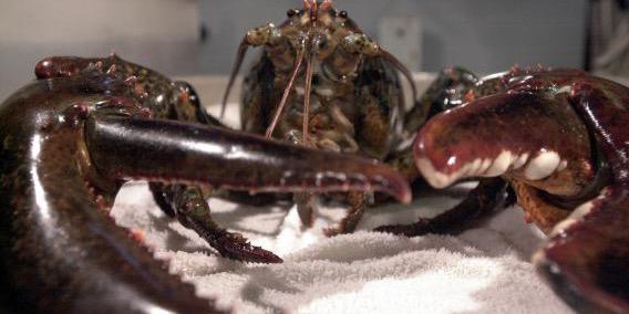 Lobster_Goose's profile banner image