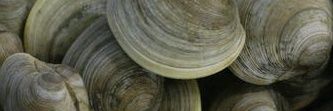 Clamera 🌵 banner