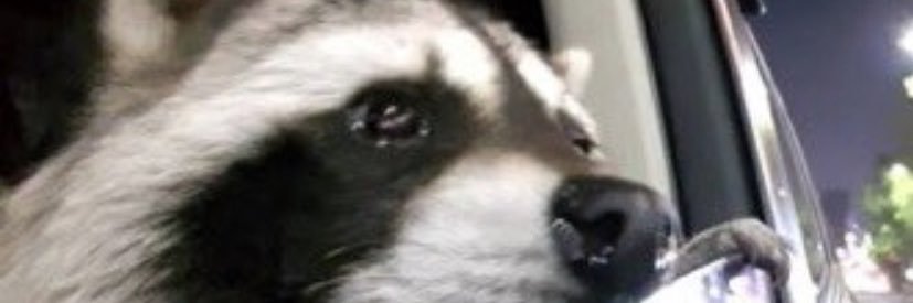 Nirplin's profile banner image