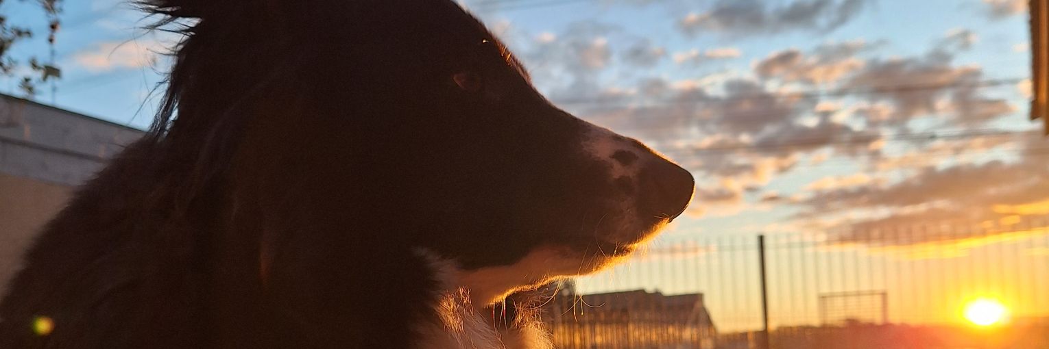 ovelhati's profile banner image
