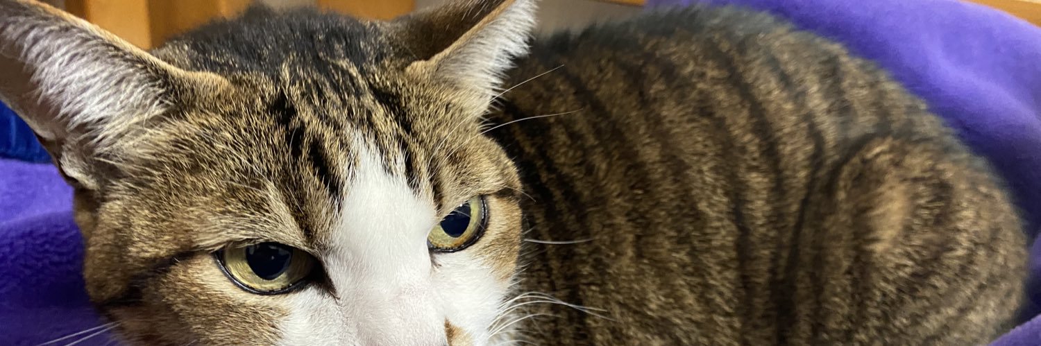 T_doream's profile banner image