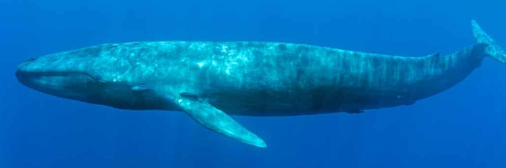 Kjell Magne Fagerbakke banner