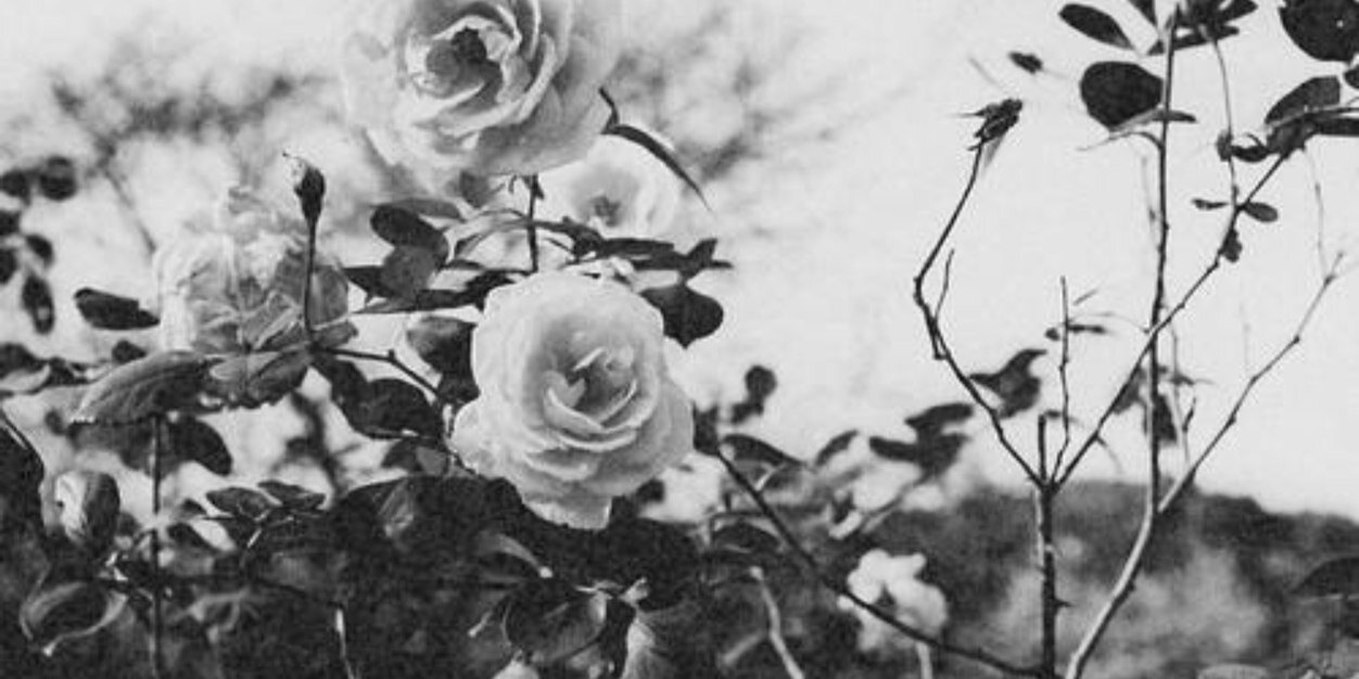 Aimee_Judd's profile banner image