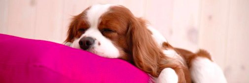 PetsRInn's profile banner image