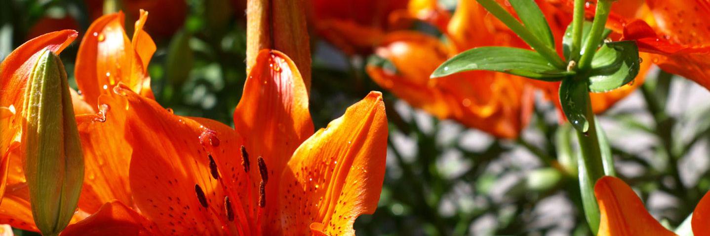 GardensGrowth's profile banner image