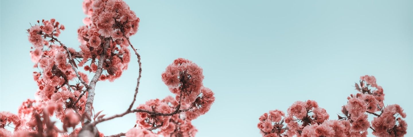p_nika's profile banner image