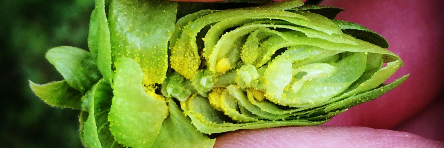HawksbillHops's profile banner image