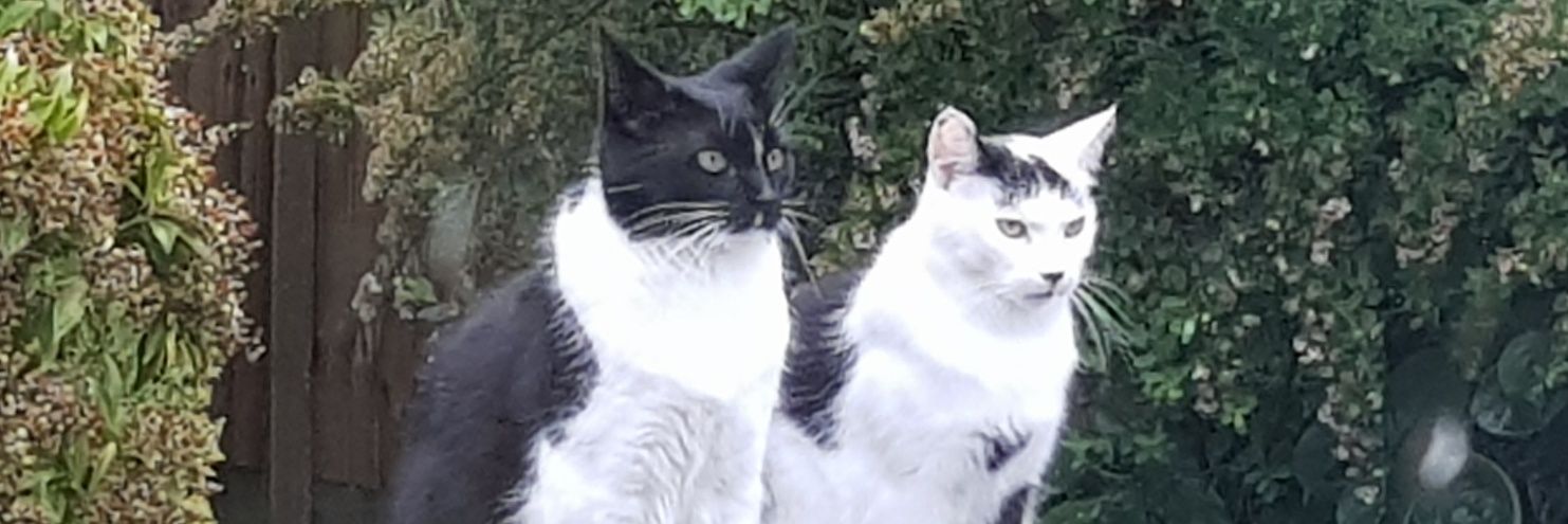 gpzbills's profile banner image