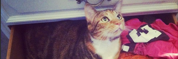 ShopForKitty's profile banner image