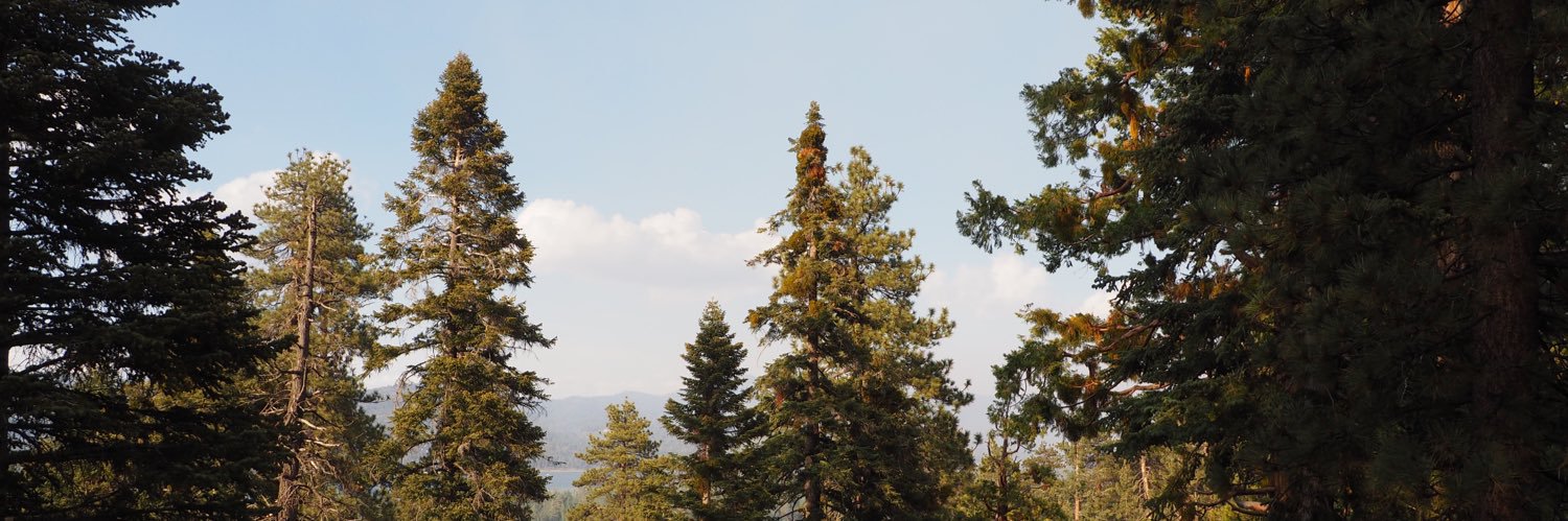sydfox4's profile banner image