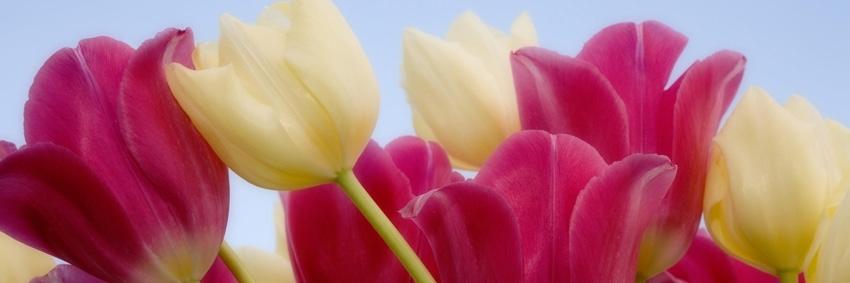 Daciana Săcară banner