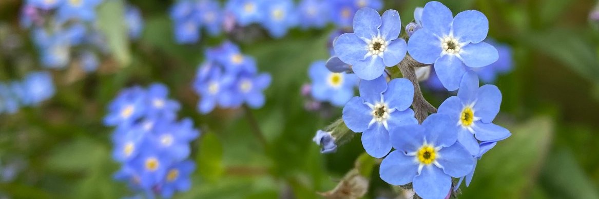 My Lady Shrada banner