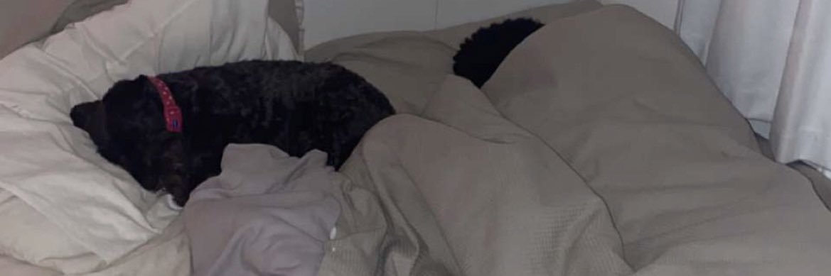 Bert banner