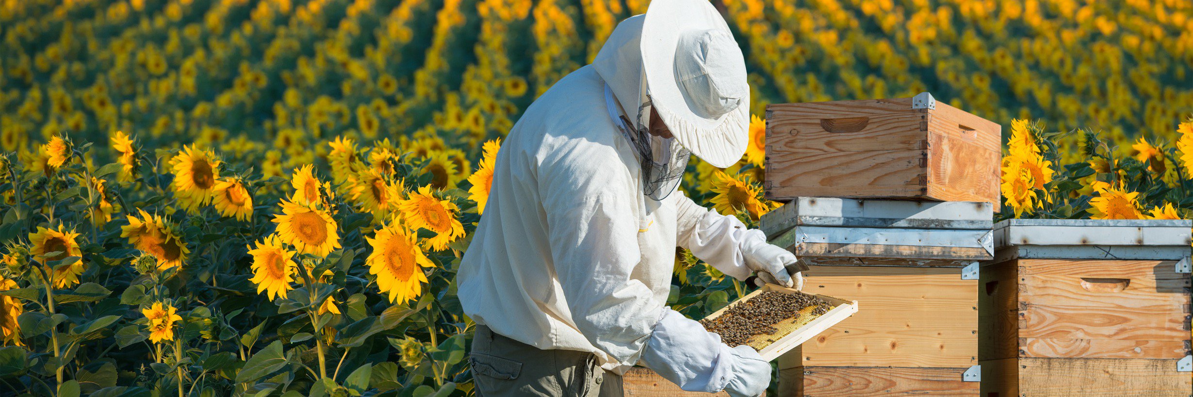 beewebapp's profile banner image