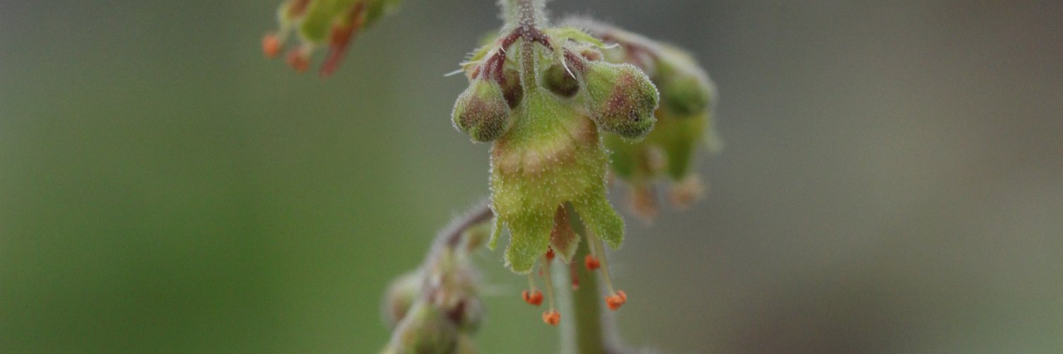 Ryan Folk 🐕 banner