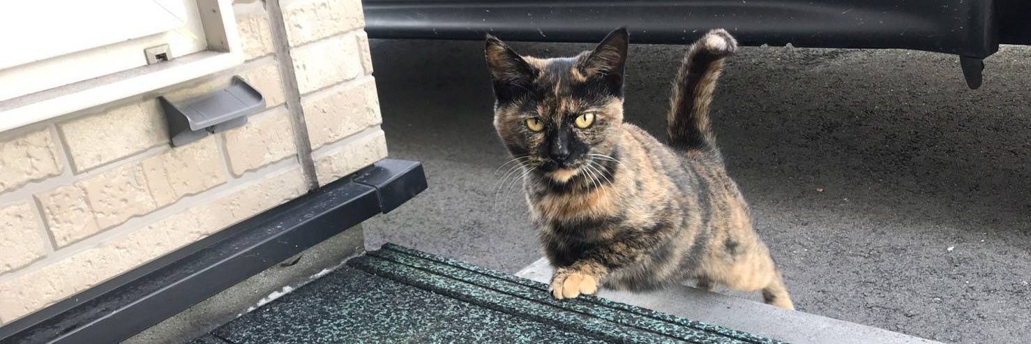 さび猫ボボちゃん banner