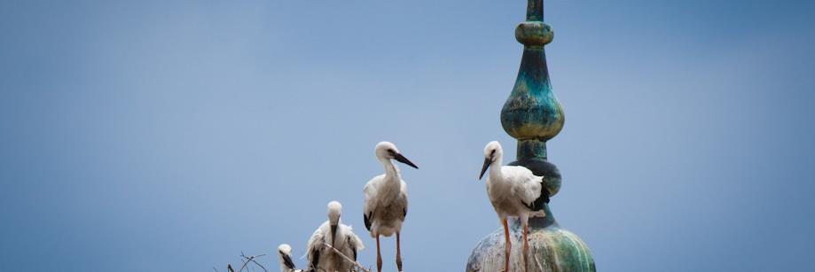 StorkKosova's profile banner image