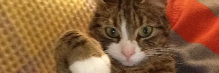 lost_otto's profile banner image
