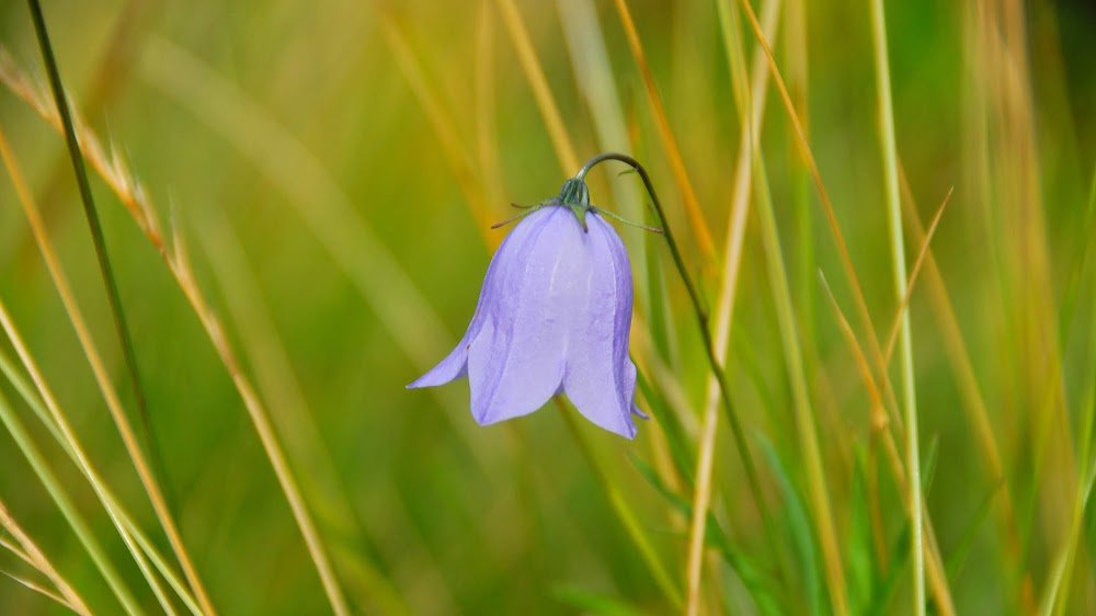 ℳ𝒾𝓇𝑒𝒾𝓁𝓁𝑒 (also @mireillevs@mastodon.online) banner