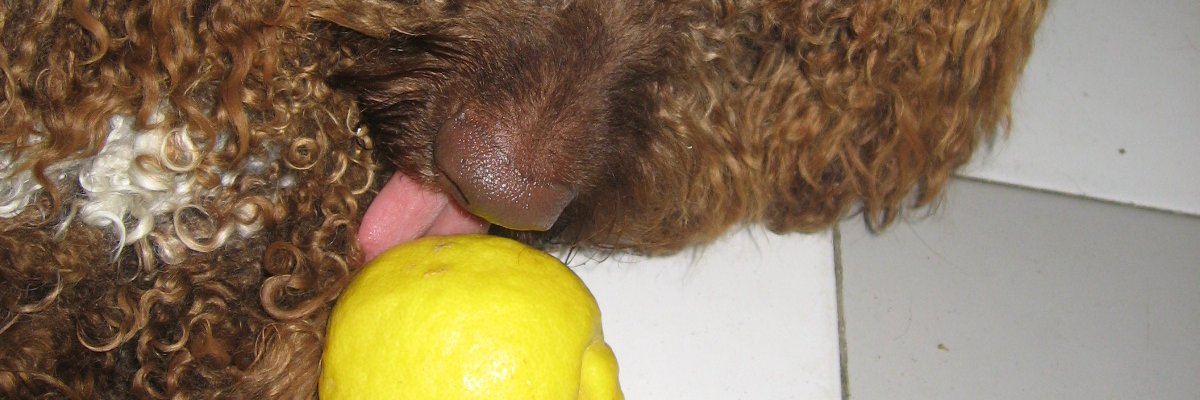 MiseryLemon's profile banner image