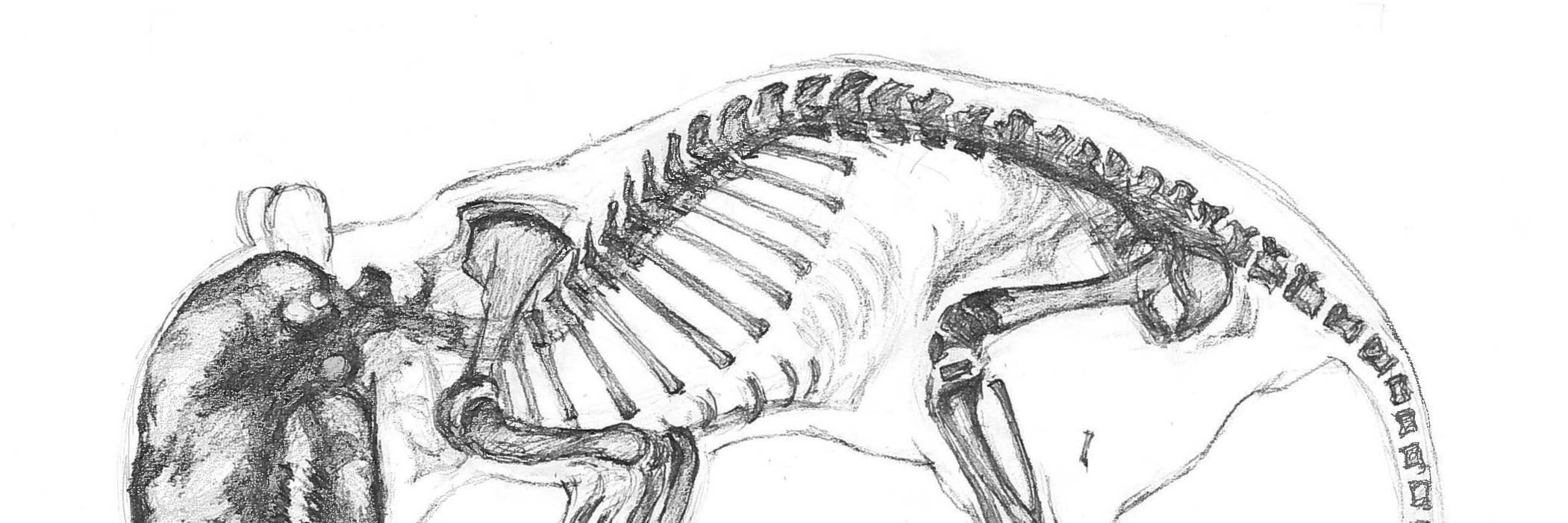 NecropSynth's profile banner image