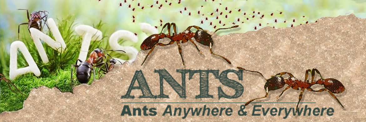 RoamingAnts's profile banner image