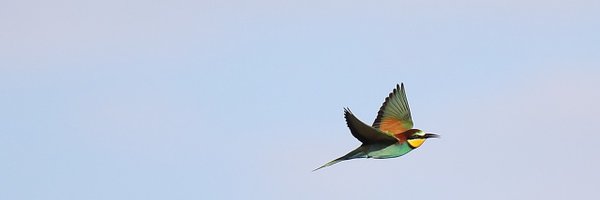 WilderMag Profile Banner