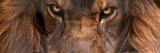 Apen_Inti's profile banner image