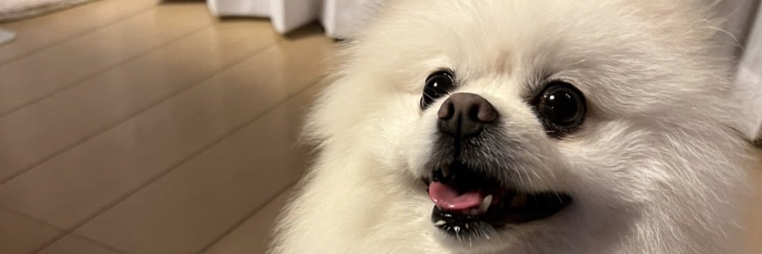 🔔はてにゃん🔔 banner