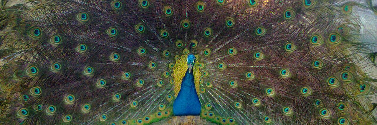 Flag Animal Farm banner