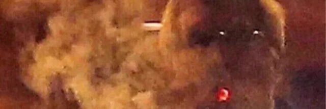 gacarro's profile banner image