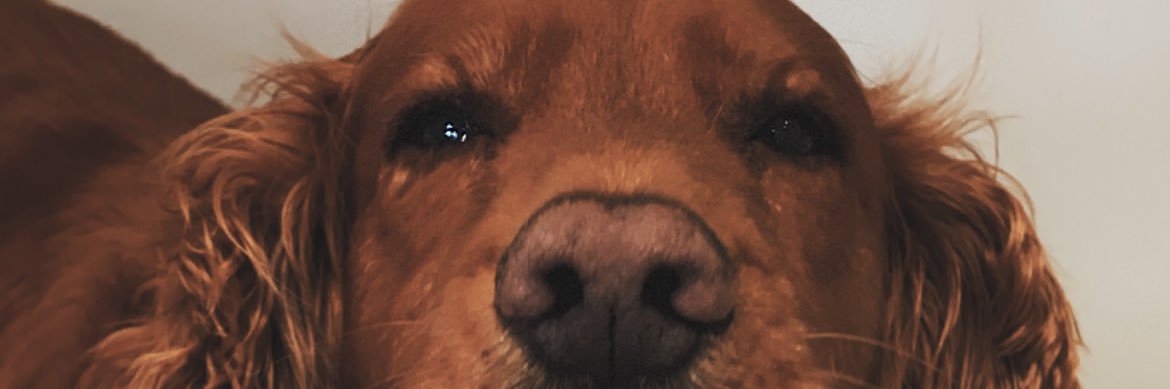 JoshLewis2703's profile banner image