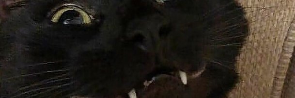 Reynori 𐂂 MFF banner