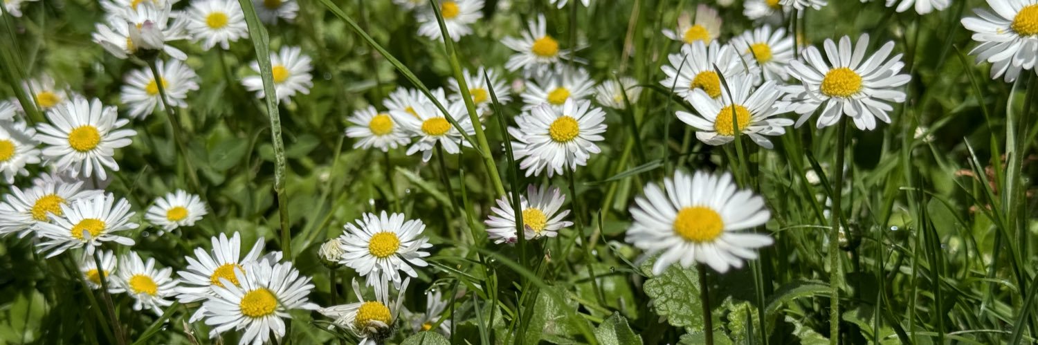 wallflower1203's profile banner image
