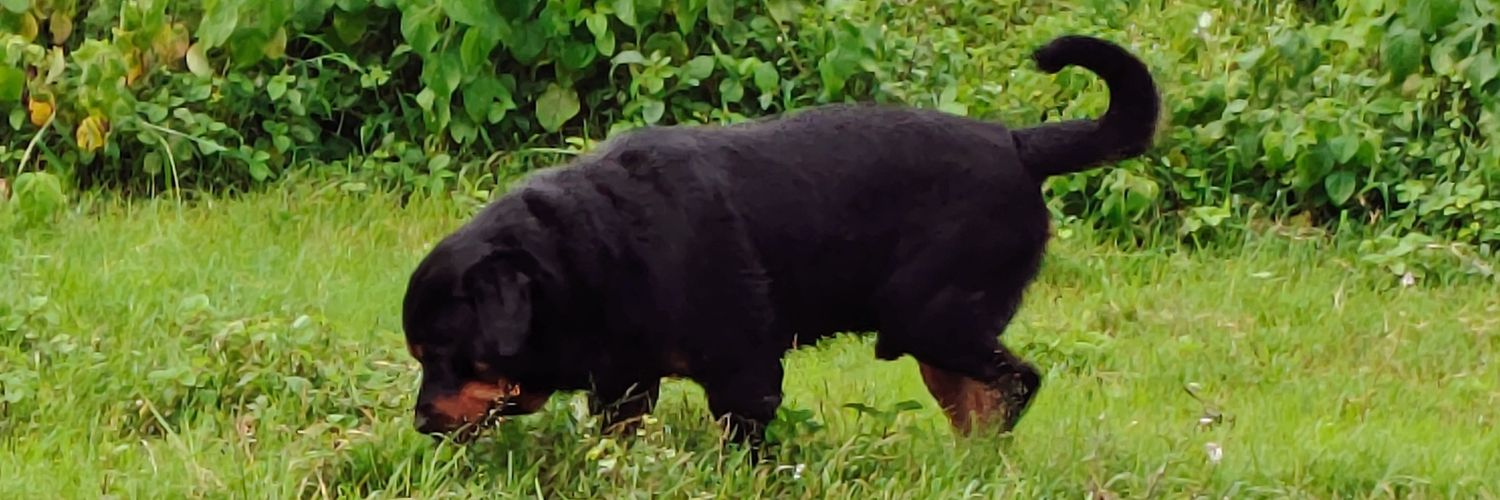 Baba Bawander banner