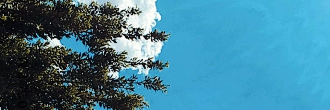 rubioloflor's profile banner image