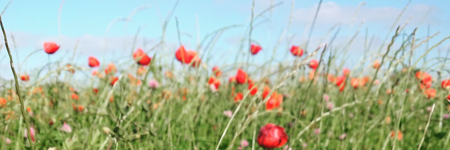 Sandie_Gees's profile banner image